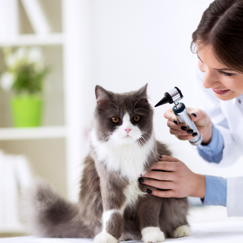 Chat sous observation, vétérinaire