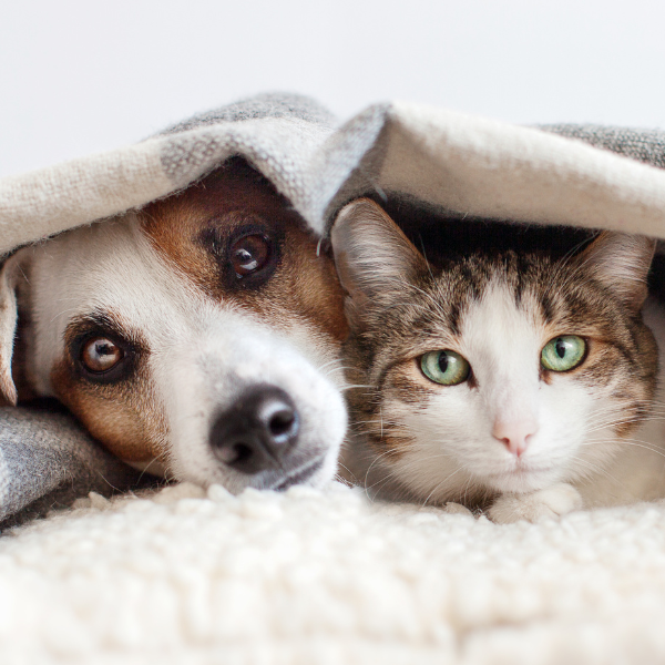 chat et chien, couverture