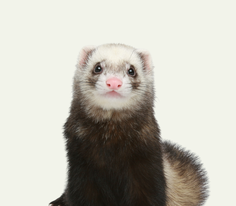 furet, animaux domestiques,