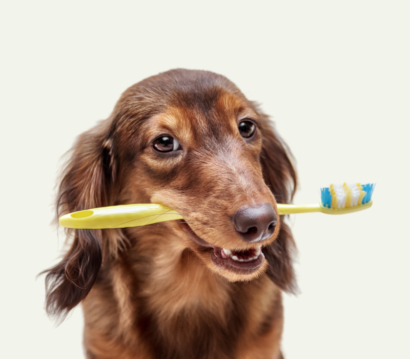 chien, brosse à dents, dentisterie vétérinaire