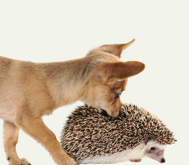 A dog with its snout pressed against a hedgehog.