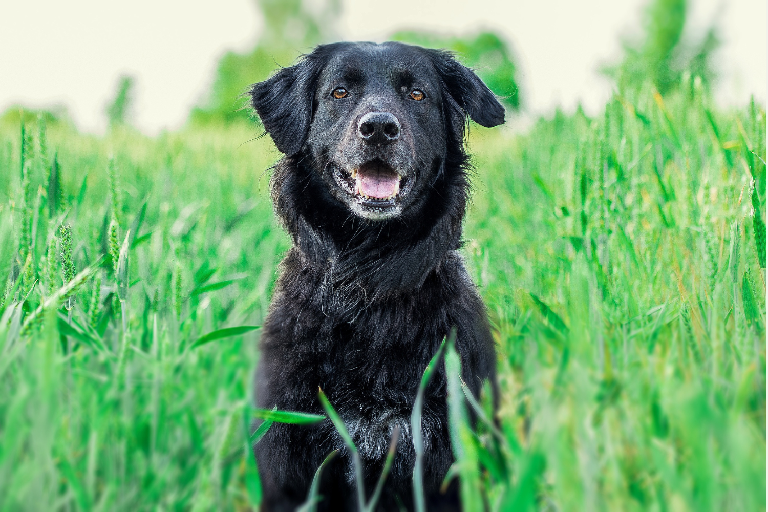 chien noir, herbes, nature