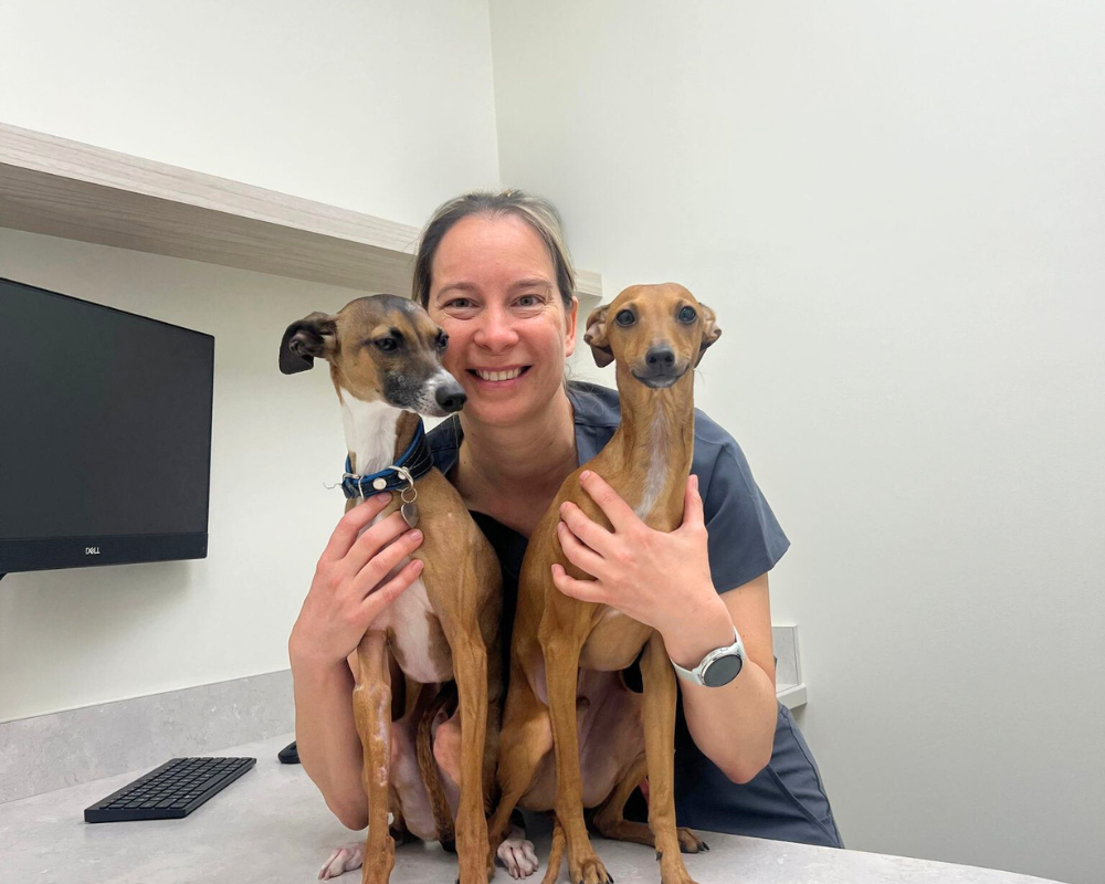 Dre Myriam Pouliot, médecin vétérinaire à l'hôpital vétérinaire 640, chiens, bureau