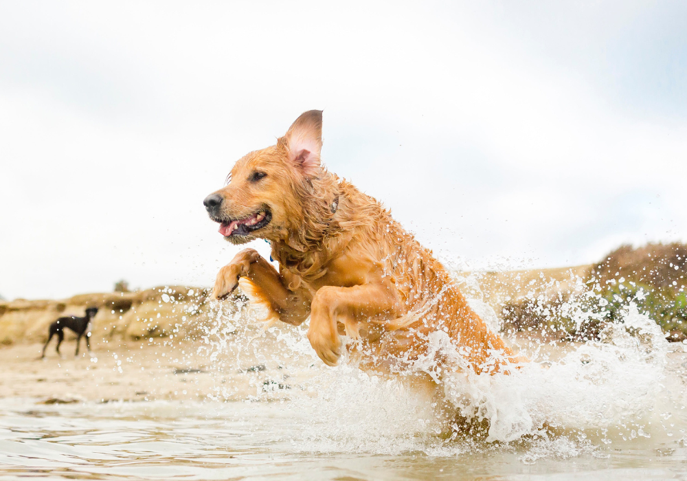 Chien beige dans l'eau qui se baigne, heureux