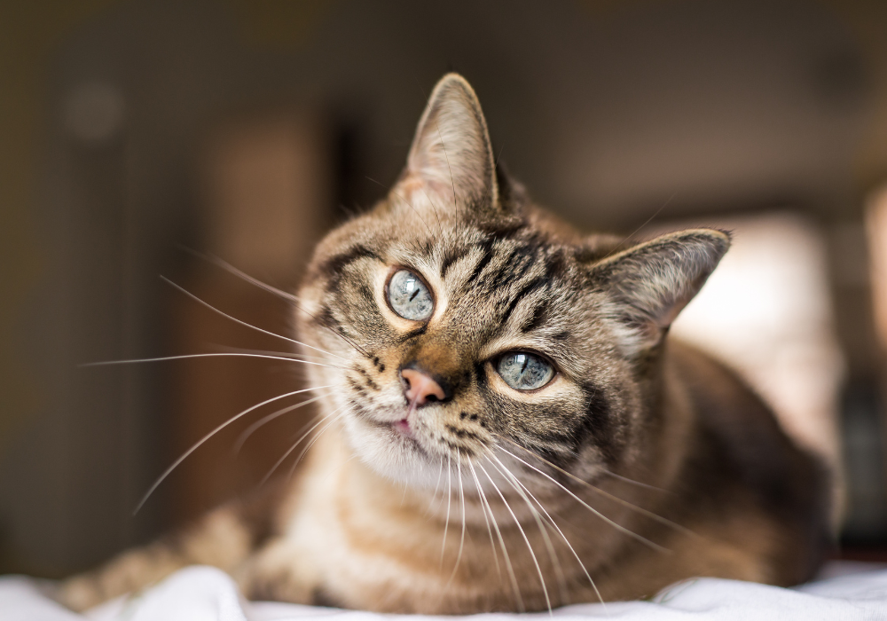 chat gris tigré avec yeux verts sur fond sombre