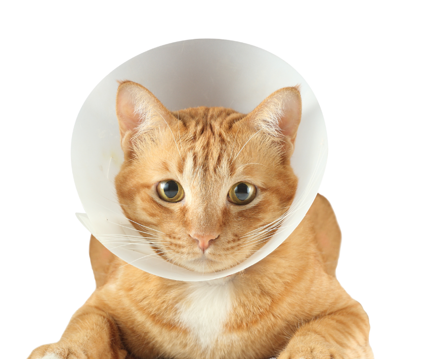 Chat roux avec cone du vétérinaire autour du cou sur fond transparent