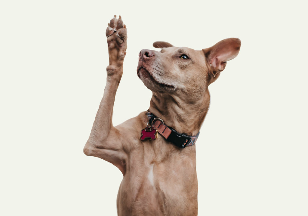 Chien brun avec la patte dans les airs sur un fond beige uni