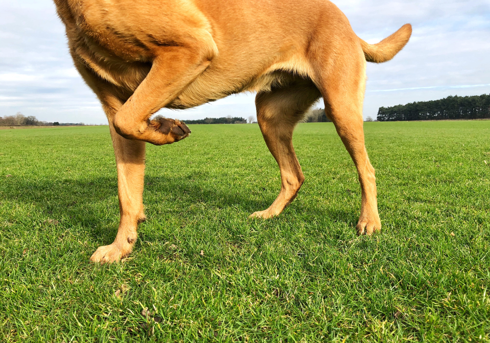 Chien roux avec une patte pliée sur un terrain vert d'herbes