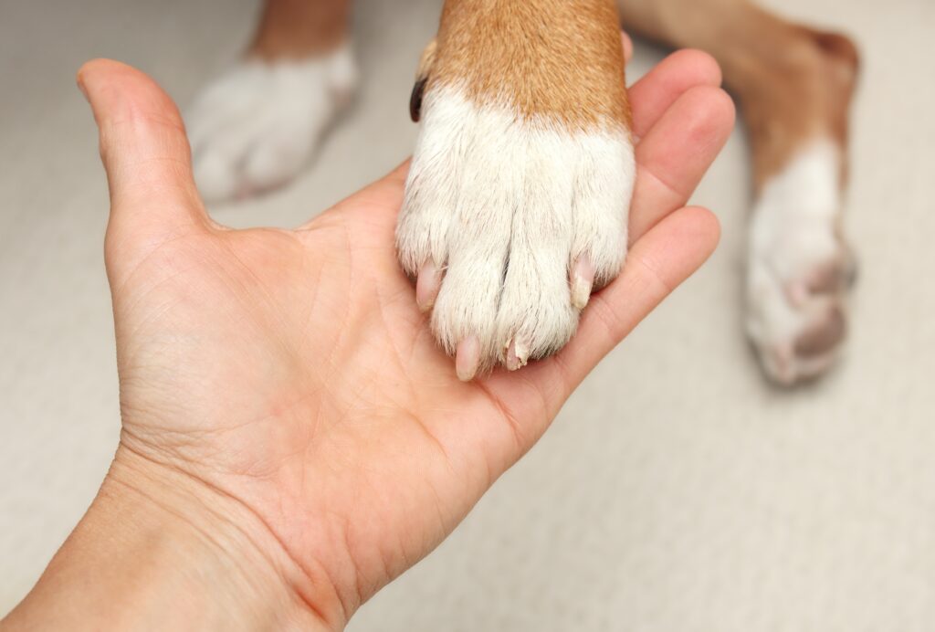 broken,dog,nail,examination,by,owner,or,veterinarian.,hand,holding