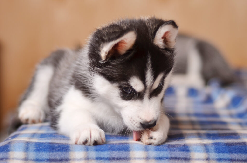 puppy,husky,licking,paw,closeup