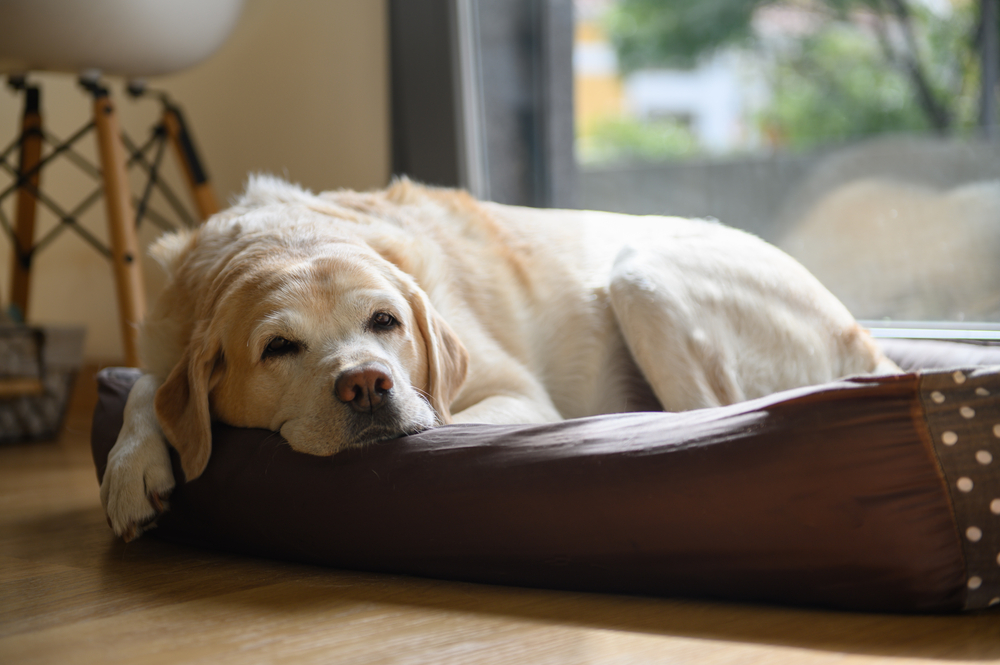 un-vieux-labrador-somnole-dans-son-lit-prise-de-vue-à-domicile