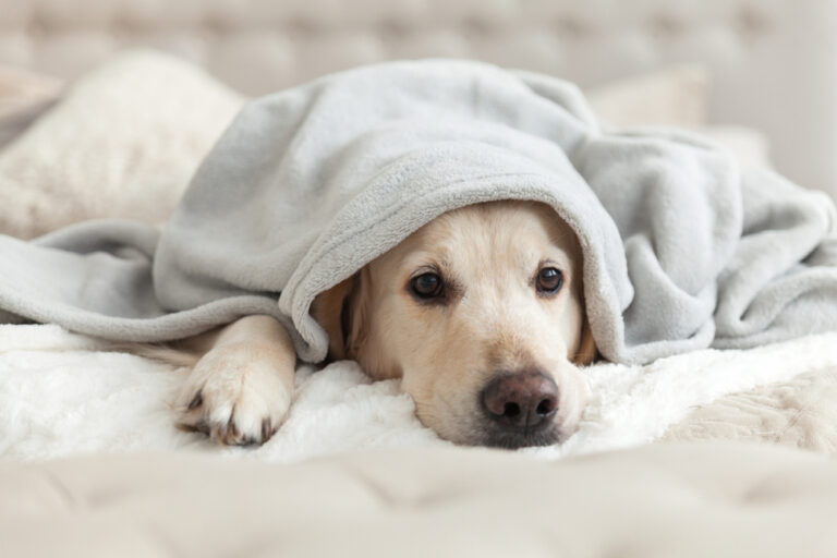 golden-retriever-allongé-fatigué-symptôme-de-parvovirose-canine-maladie-grave-mais-prévenable
