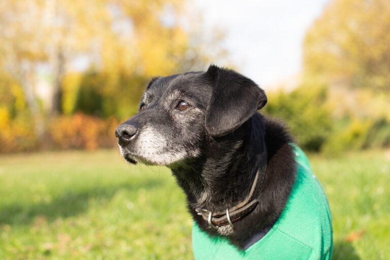 chien-noir-et-gris-âgé-dans-un-parc-été-herbe-verte-signe-de-douleur-articulaire
