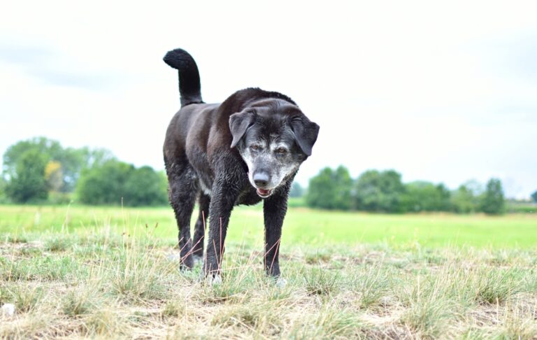 chien-noir-grand-et-vieux-debout-dans-un-champ-symptôme-du-déclin-cognitif-canin