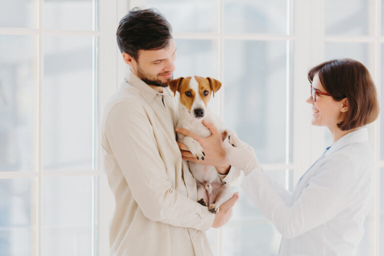 Un Jack Russell Terrier est examiné par un vétérinaire dans une clinique privée, en intérieur près d’une fenêtre.