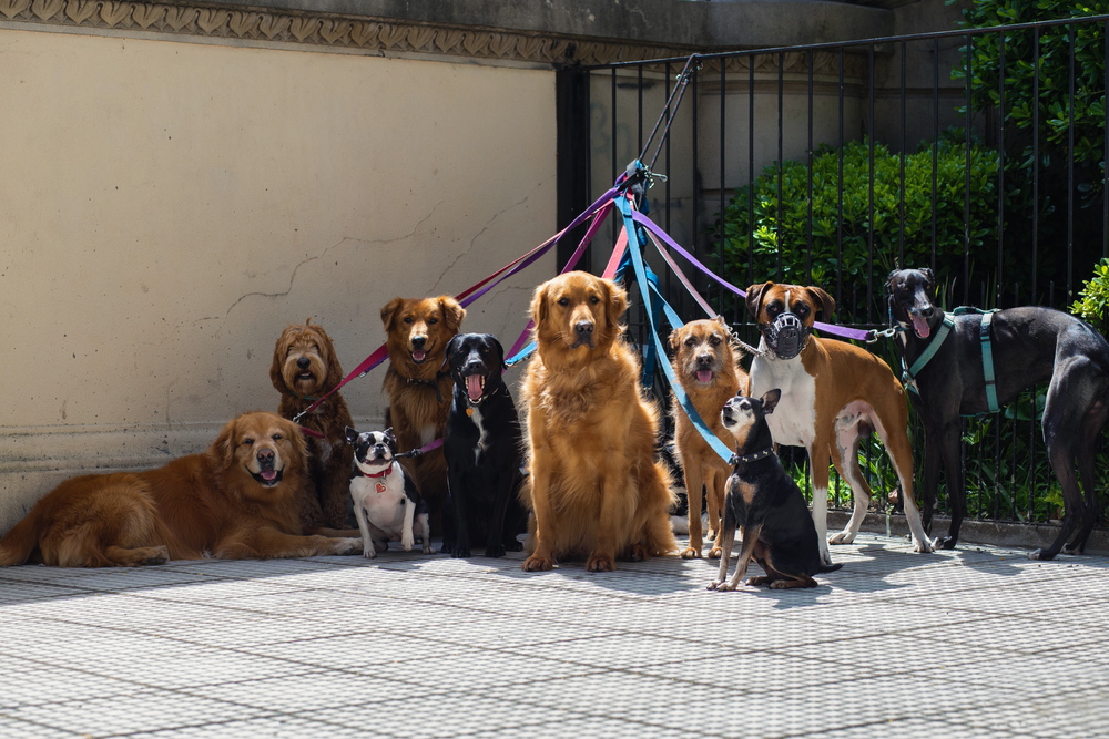 Des chiens de différentes races en laisse attendent leur promeneur dans une rue de la ville.