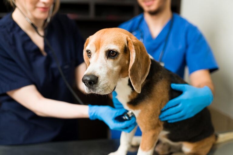 Gros plan sur un beau chien beagle chez le vétérinaire, préparé à être examiné pour un ulcère.