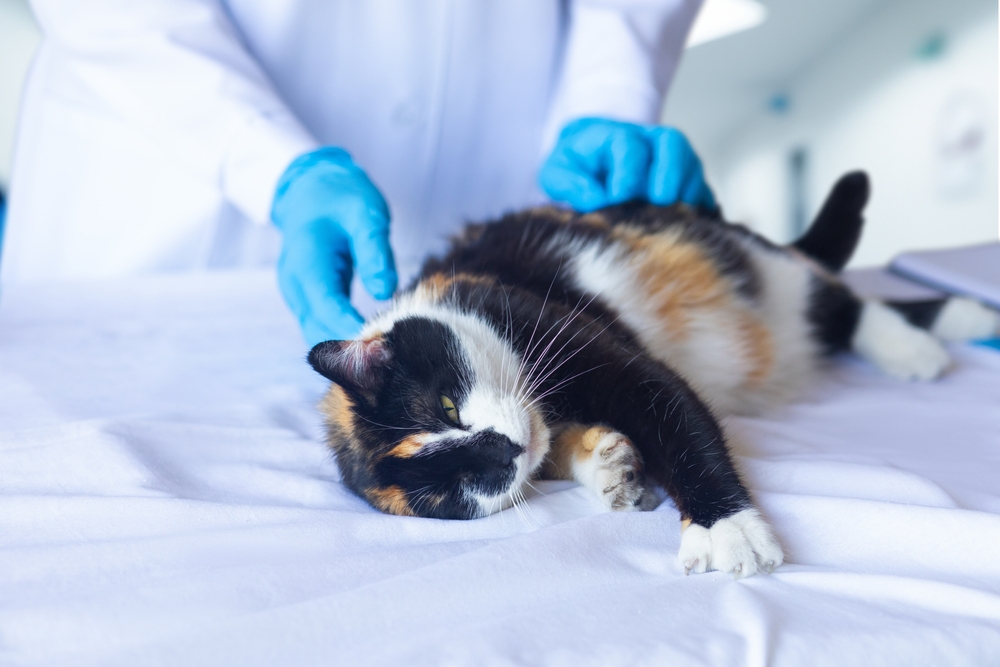 Un vétérinaire examine un chat allongé sur une table pour un blocage urinaire.