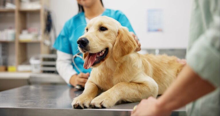 vétérinaire et chien à la clinique pour une consultation, des soins et des caresses favorisant la santé, le développement et le bien-être, avec une assurance adaptée pour une protection optimale.