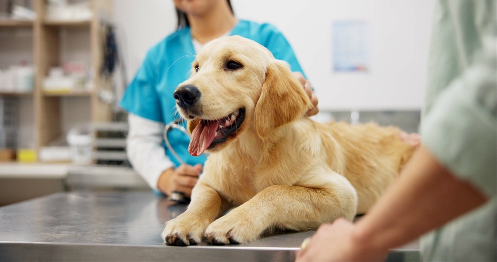 vétérinaire et chien à la clinique pour une consultation, des soins et des caresses favorisant la santé, le développement et le bien-être, avec une assurance adaptée pour une protection optimale.
