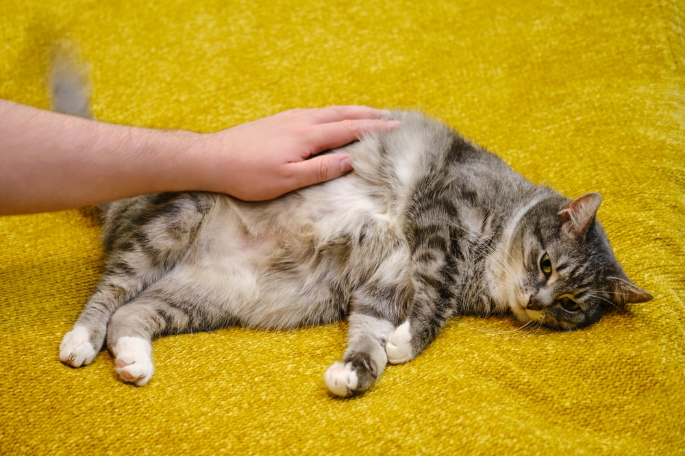La main d’un vétérinaire caresse un chat malade, souffrant d’une infection urinaire.