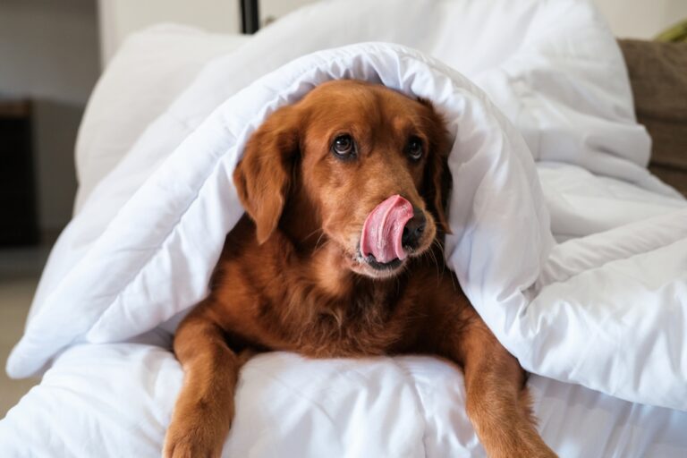 Un chien Golden Retriever est allongé sous une couverture blanche avec la langue sortie