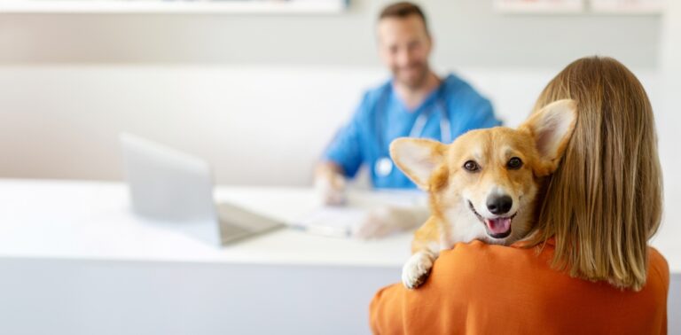 mignon petit chien corgi regardant la caméra pendant qu'il est tenu dans les bras lors d'une consultation dans une clinique vétérinaire