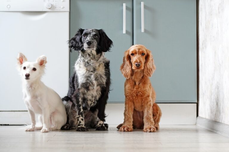 Trois chiens différents sont assis dans la cuisine.